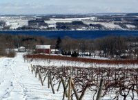 Snowshoeing in the Vineyards