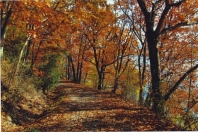 East Bluff Drive in Fall