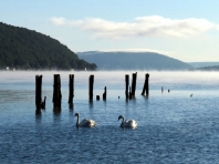 Champlin Beach Swans