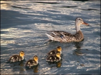 Mom and Baby Ducks