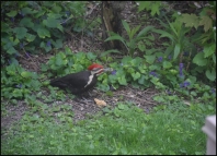 Pileated Woodpecker