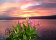 Keuka in Bloom