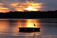 Heron at Sunrise