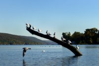 Perching Seagulls