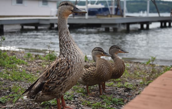 Keuka Lake - Ducks